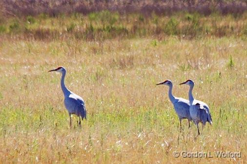 Sandhill Cranes_30761.jpg - Sandhill Crane family (Grus canadensis) photographed near Port Lavaca, Texas, USA.